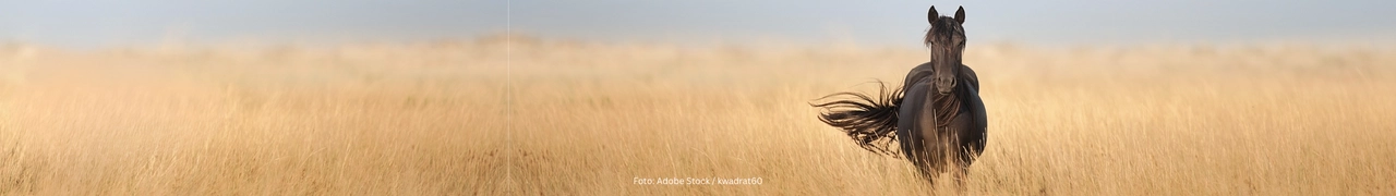 Sanoanimal - Conocimientos y salud equina