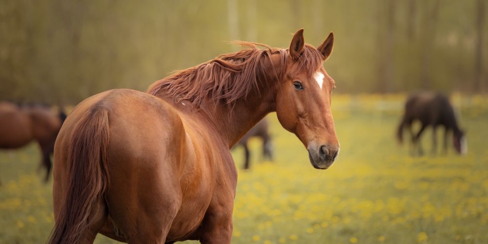 Kissing Spines: Ursachen, Symptome, Hilfe