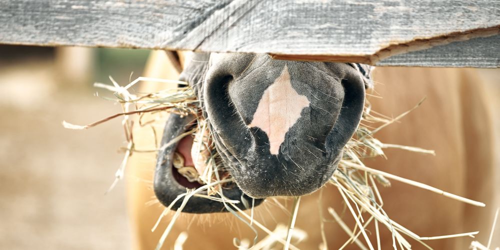 Alimentación equina