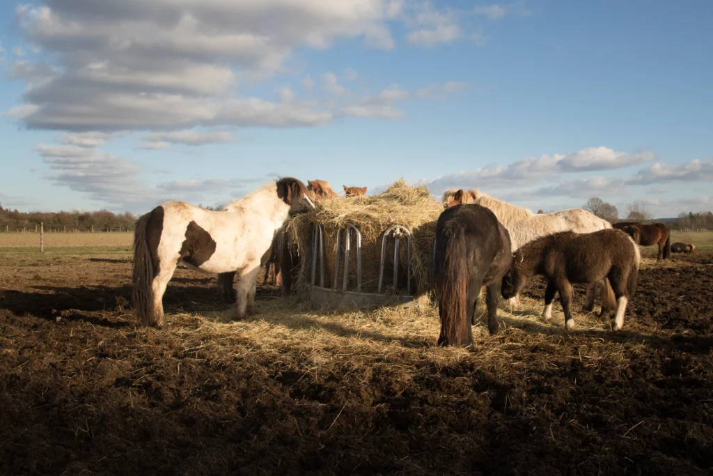 Caballos en la henera
