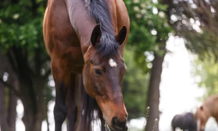 Orgánico o inorgánico: ¿qué es mejor para mi caballo?