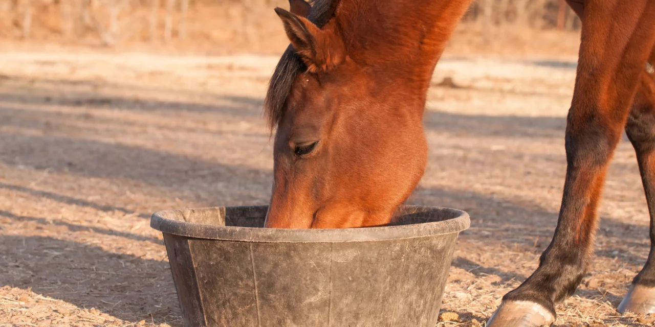 Deficiencia de selenio: ¿una enfermedad muy extendida en los caballos?