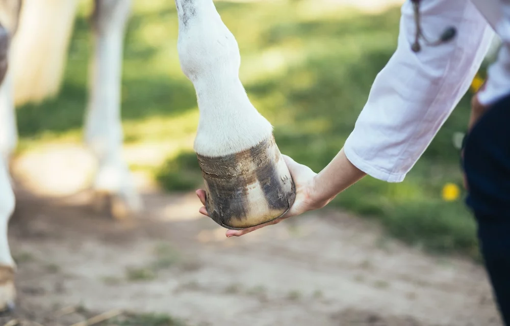 5 marcadores precoces que pueden indicar laminitis