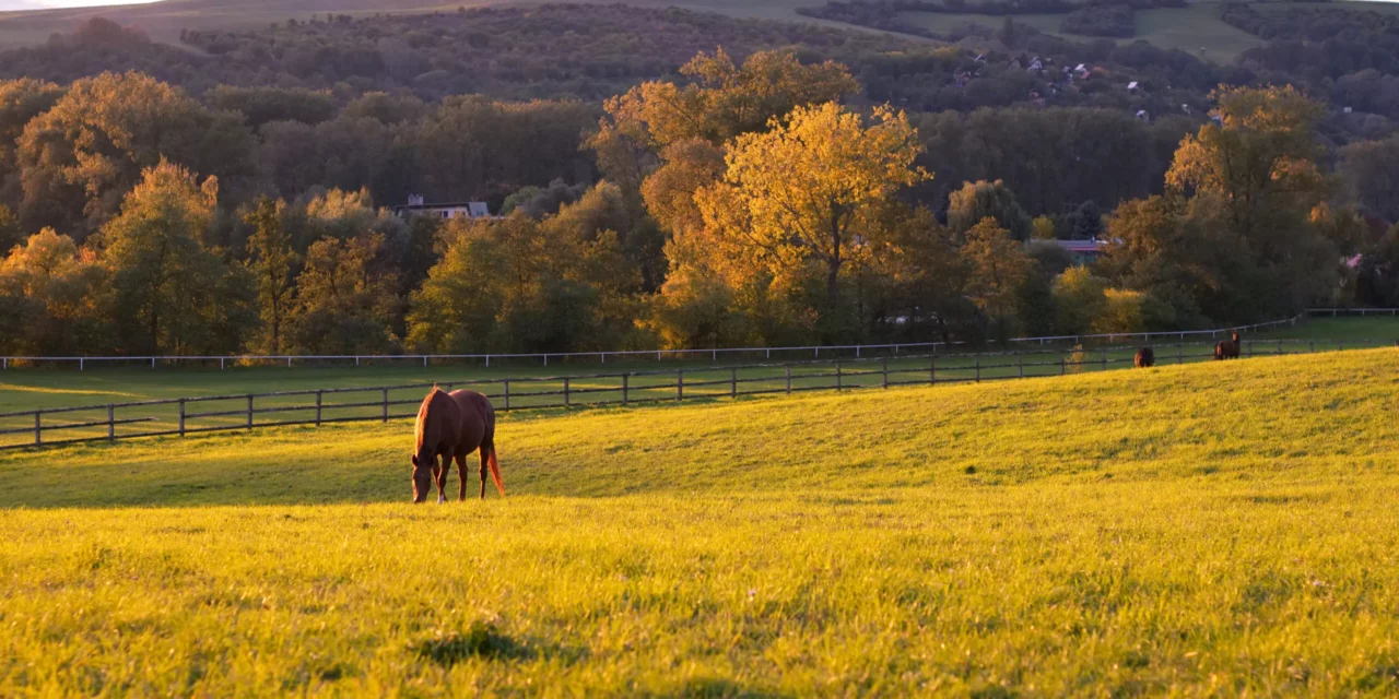 ¿De dónde viene la laminitis otoñal?