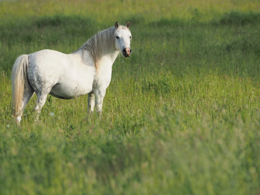 pony blanco y gordo en el prado