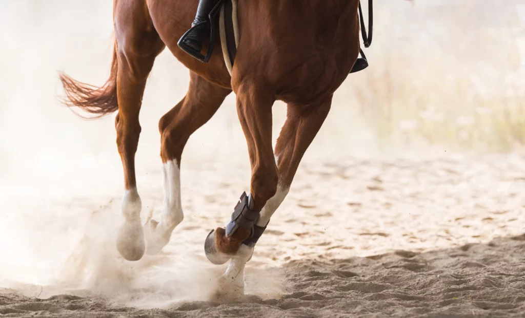 Caballo con jinete galopa por una pista de arena