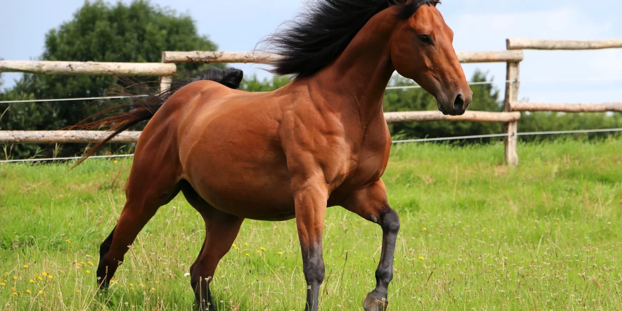 Alimentar a los caballos PSSM con una dieta sana