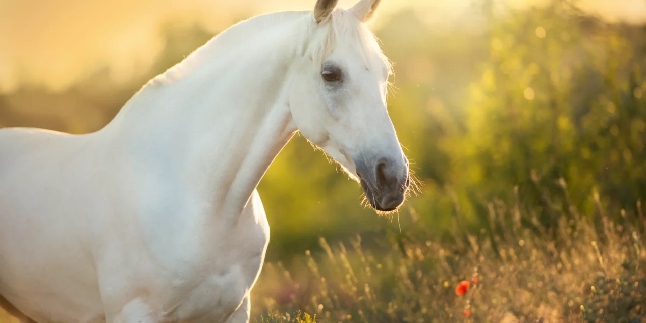 MI caballo tiene síndrome navicular, ¿Qué puedo hacer?