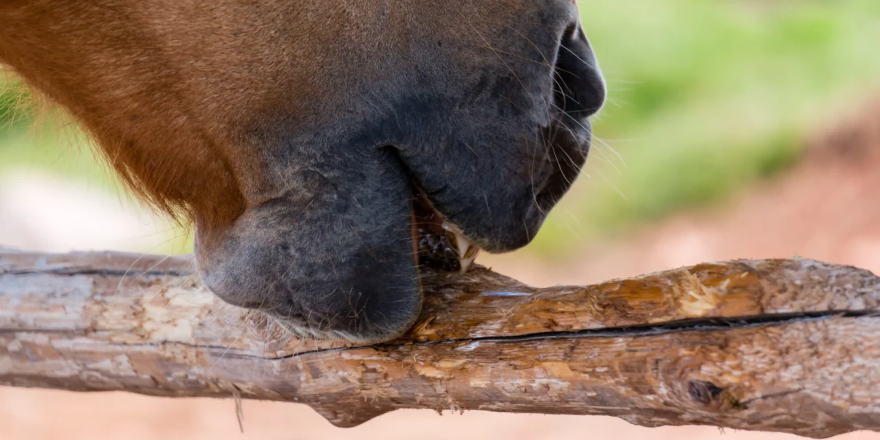 Mi caballo come madera, ¿es normal?