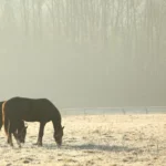 Cuidado de los prados: preparación de los prados para caballos en invierno