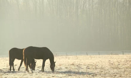 Cuidado de los prados: preparación de los prados para caballos en invierno