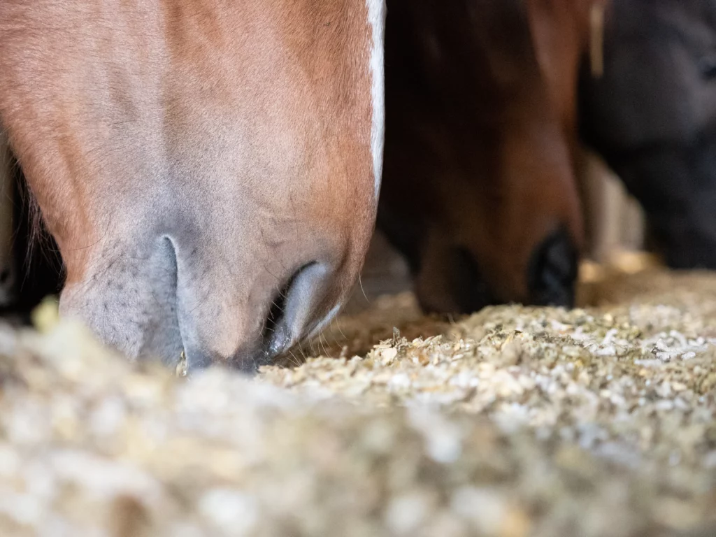 Los caballos comen suplemento mineral