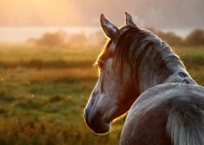 Pferd in der Herbstsonne