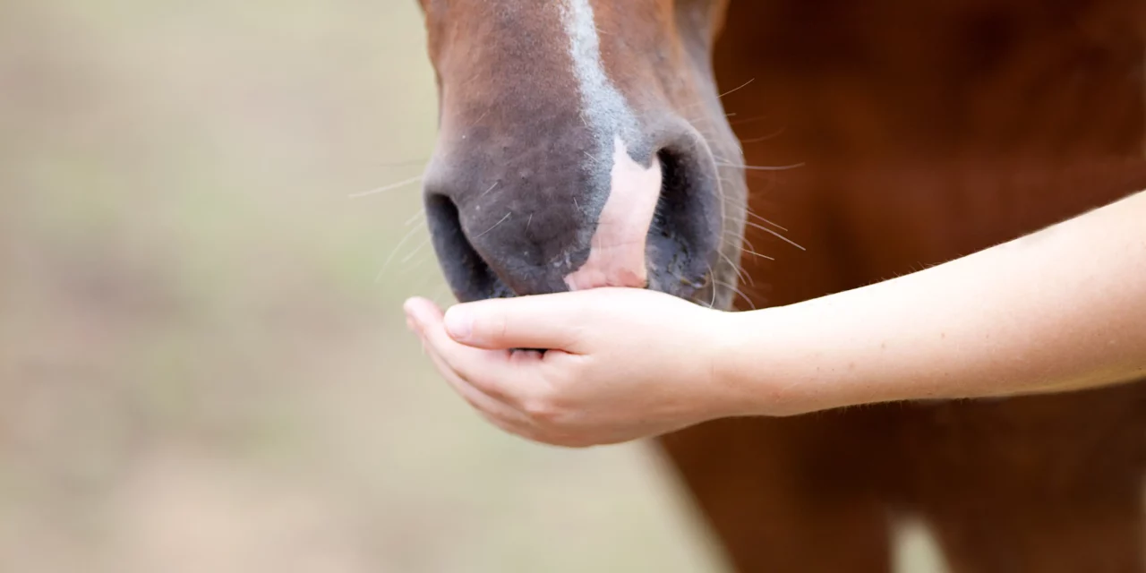 8 consejos para «engañar» al caballo con el suplemento o la medicación