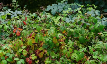 Consejo sobre hierbas medicinales : Zarzamora