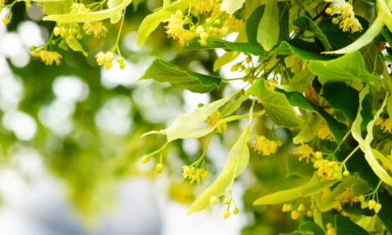 Consejo sobre hierbas: Tilo