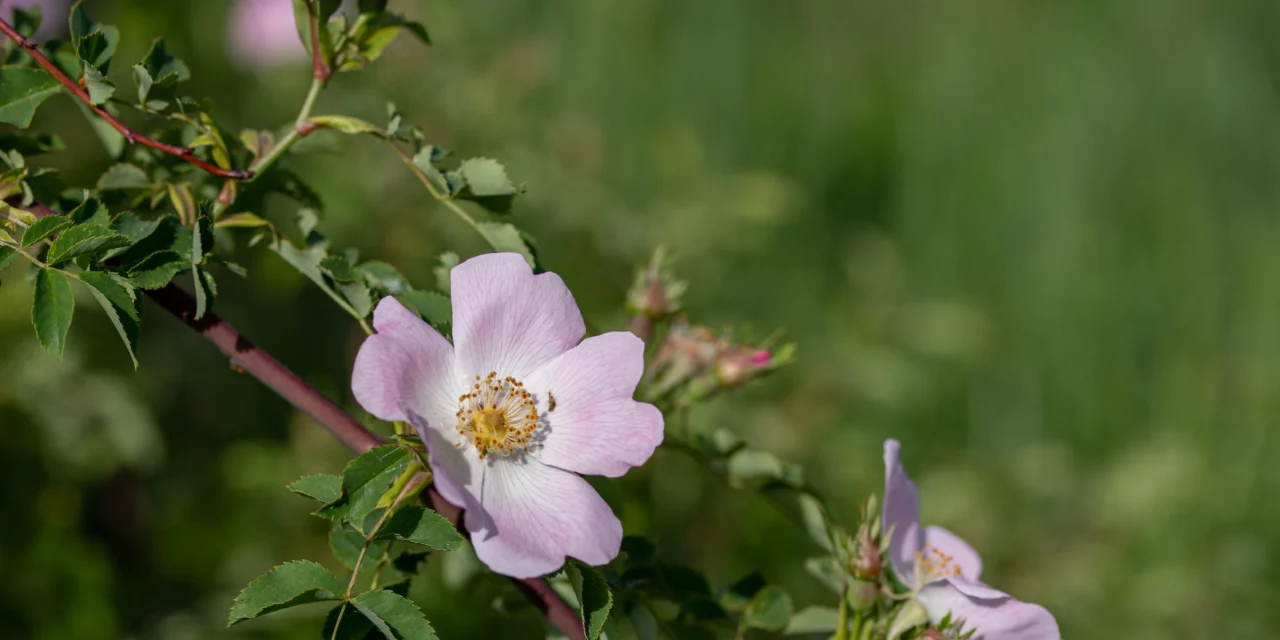 Consejo sobre hierbas: Rosas