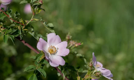 Consejo sobre hierbas: Rosas