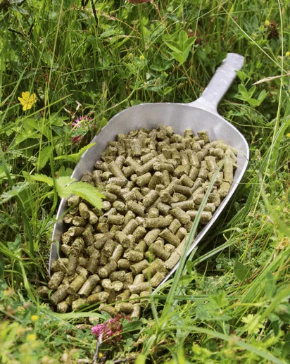 Esparceta: un consejo valioso, sobre todo para los caballos que se alimentan mucho