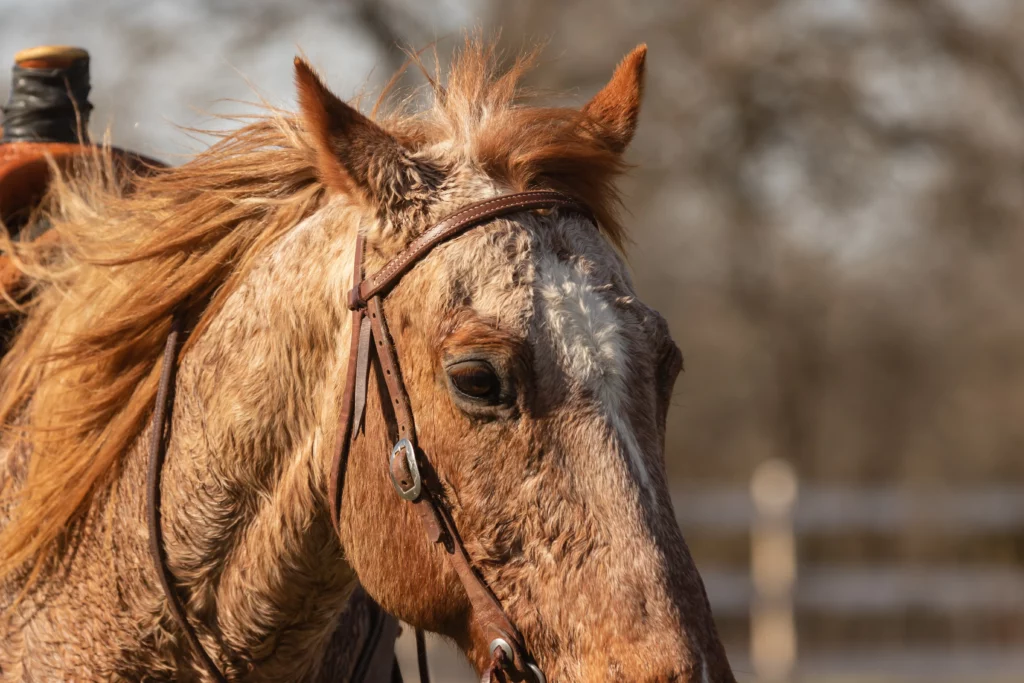 caballo sudado con silla y brida
