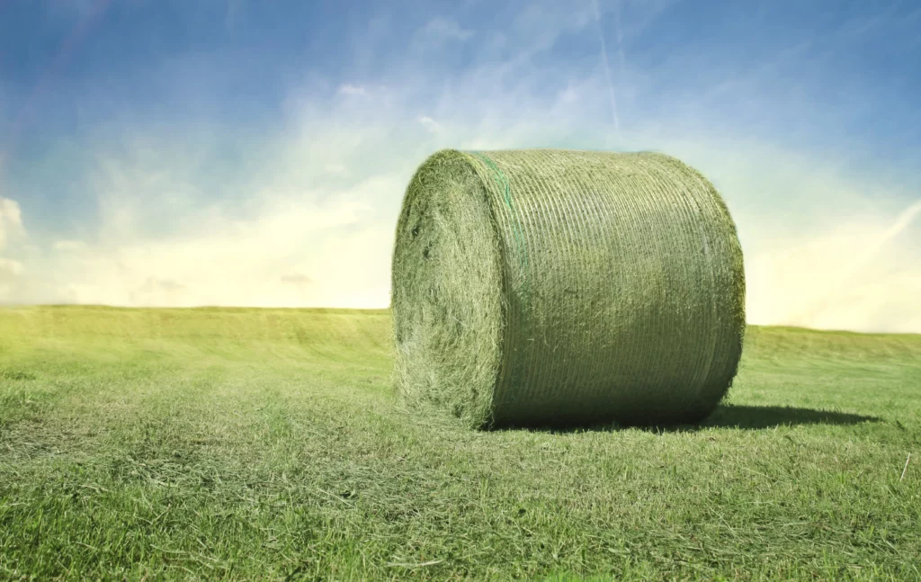 Paca de heno en un campo cosechado