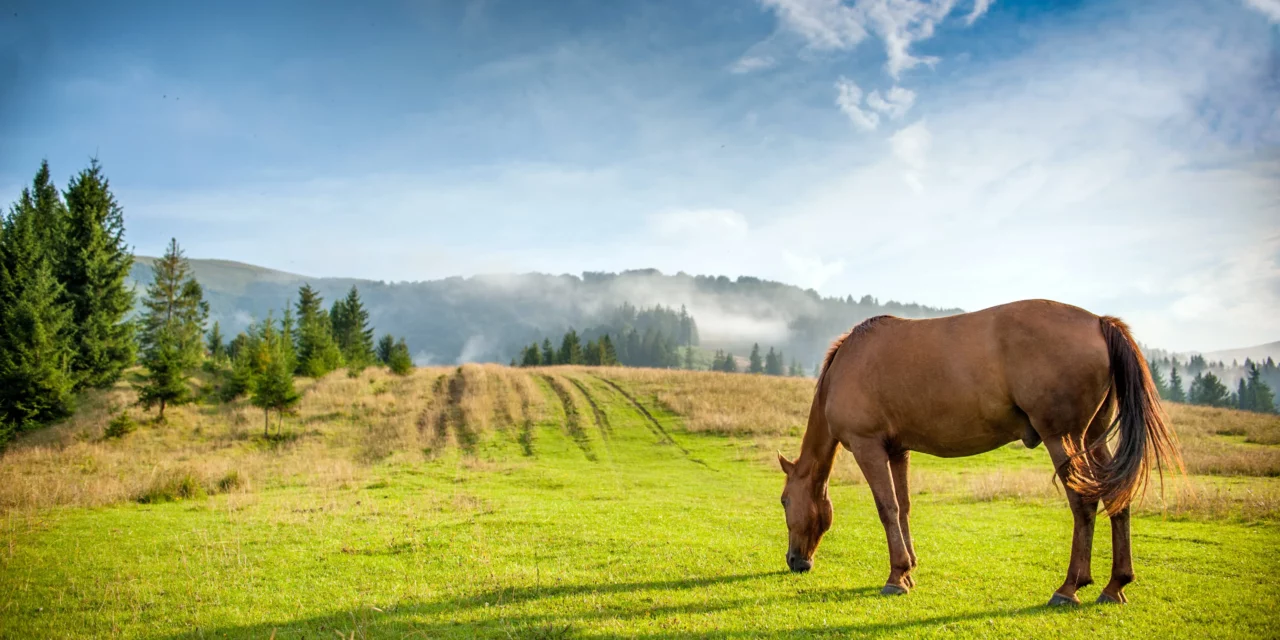 Laminitis por prados cortos roídos: ¿es posible?