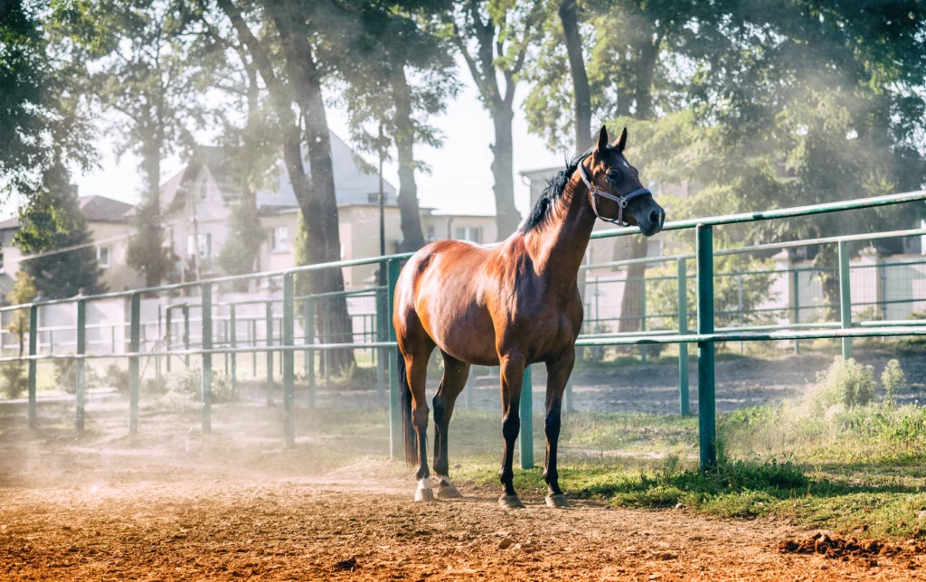 caballo castaño en el paddock