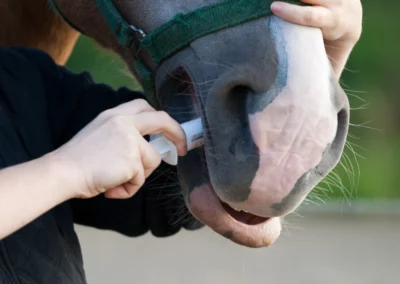 Wurmkur bei einem Pferd