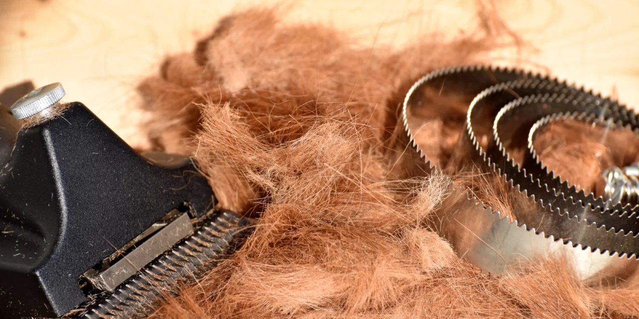 ¡Fiebre primaveral: ¡se acerca la muda de pelo!