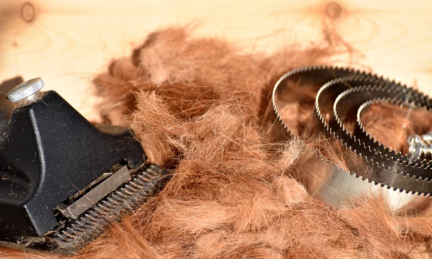 ¡Fiebre primaveral: ¡se acerca la muda de pelo!