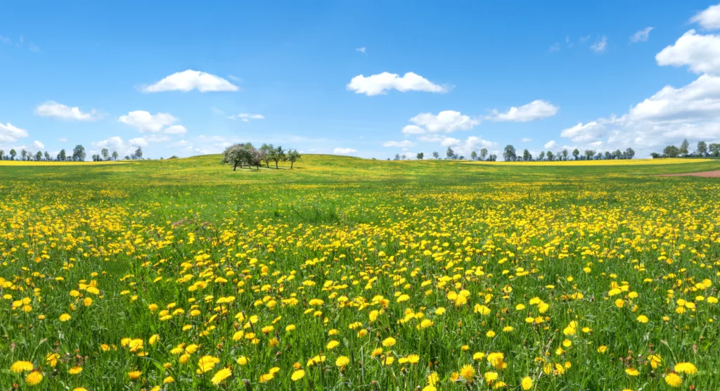 Pradera con plantas indicadoras de pastos para caballos