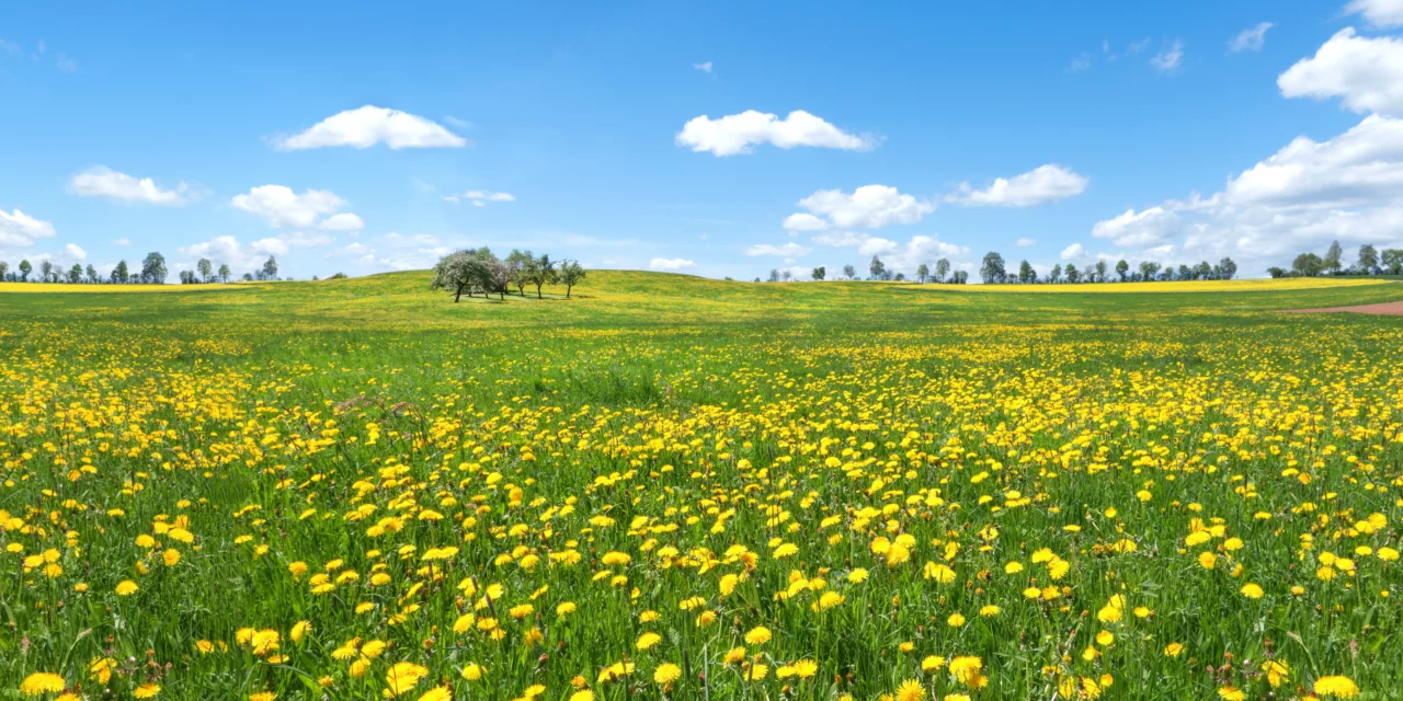 Plantas indicadoras – Lo que la vegetación nos dice sobre nuestra pradera