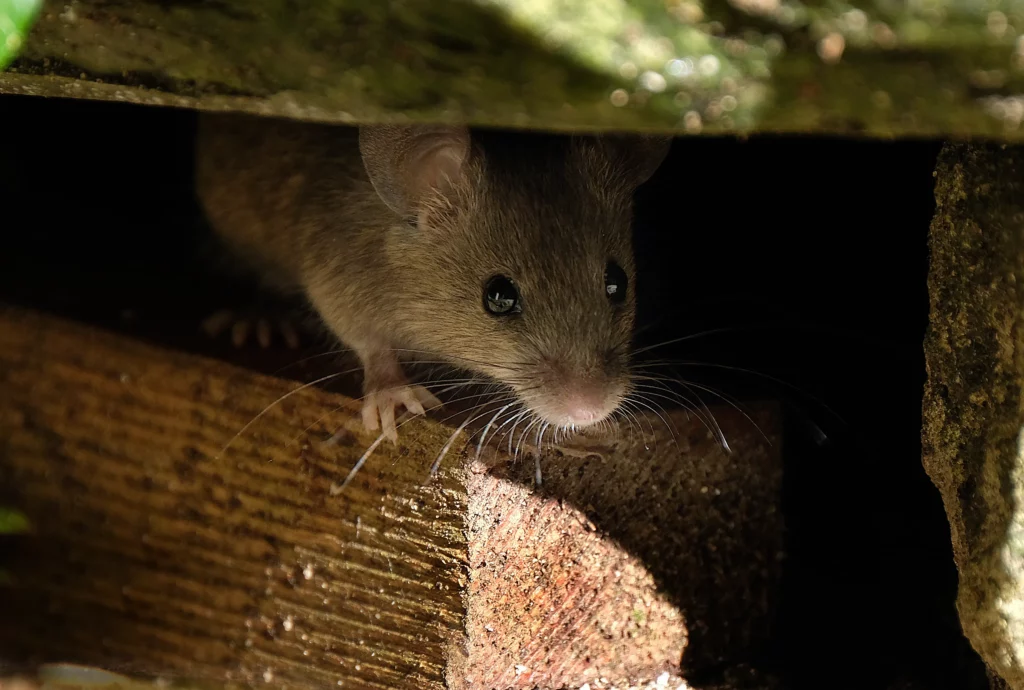 Ratón