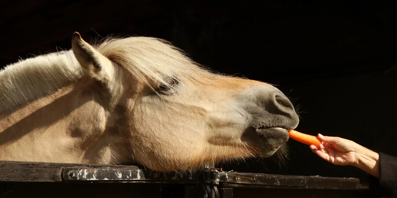 Los trastornos del microbioma del intestino grueso pueden causar laminitis primaveral