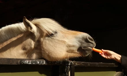 Los trastornos del microbioma del intestino grueso pueden causar laminitis primaveral