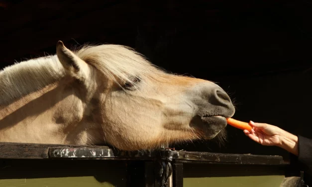 Los trastornos del microbioma del intestino grueso pueden causar laminitis primaveral