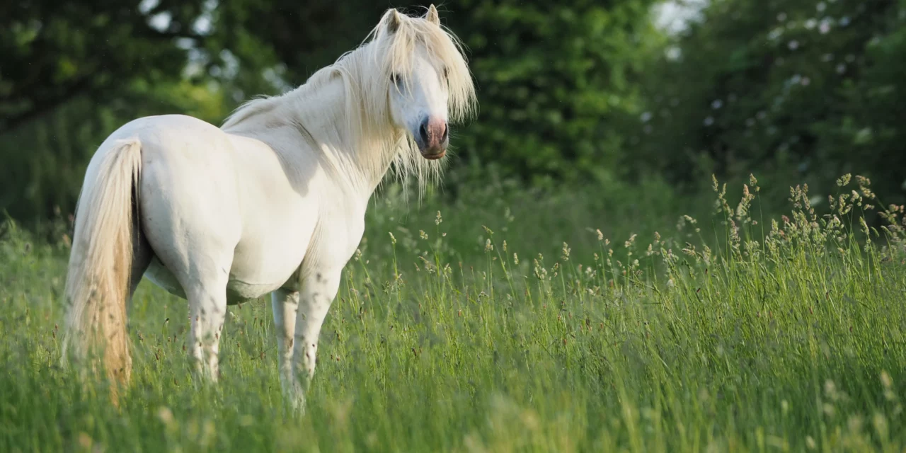Mi caballo está demasiado gordo y no puede pastar