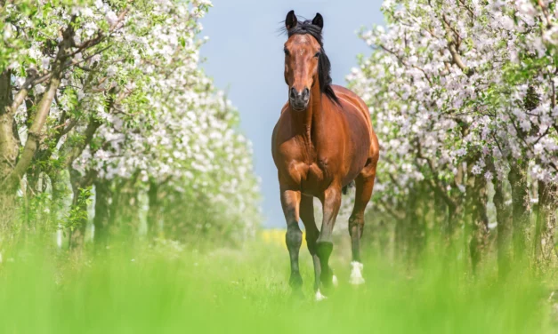 Primavera – Época de tos