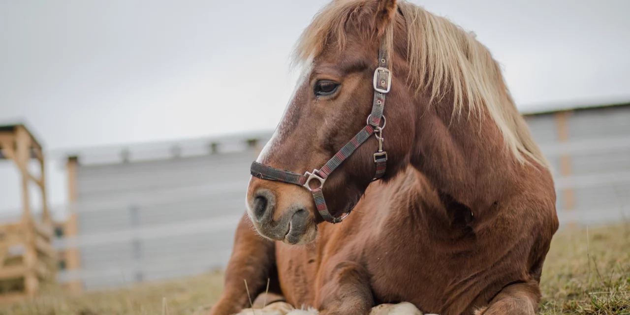 Los caballos jóvenes y mayores necesitan «abrigarse más»