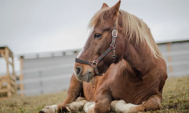 Los caballos jóvenes y mayores necesitan «abrigarse más»