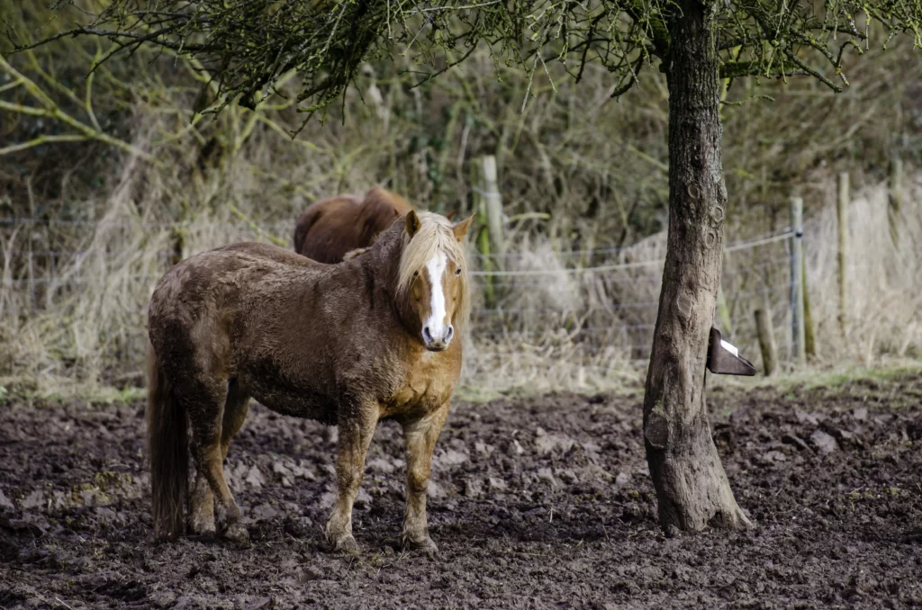 caballo gordo sobre barro