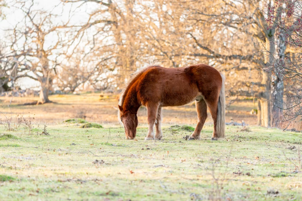 Ein Pony frisst auf einer kurzen Wiese