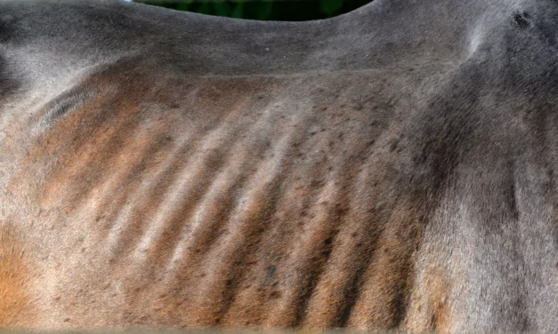 Caballo flaco: ¿qué hacer?