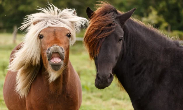 10 signos de alerta precoz de la laminitis