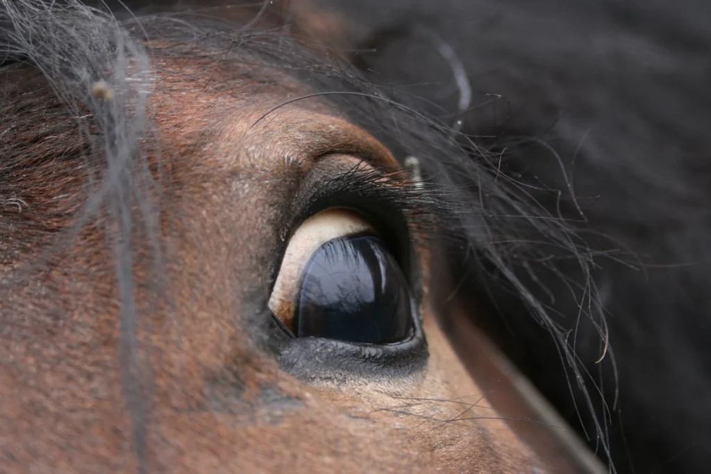 ojo de caballo bien abierto