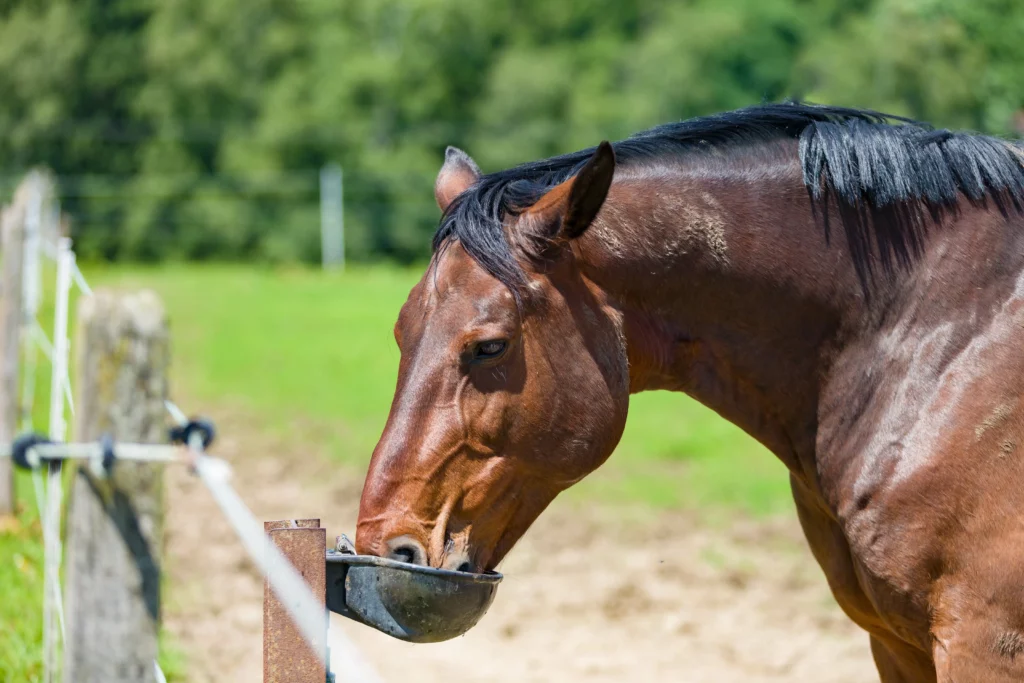 Caballo bebiendo agua
