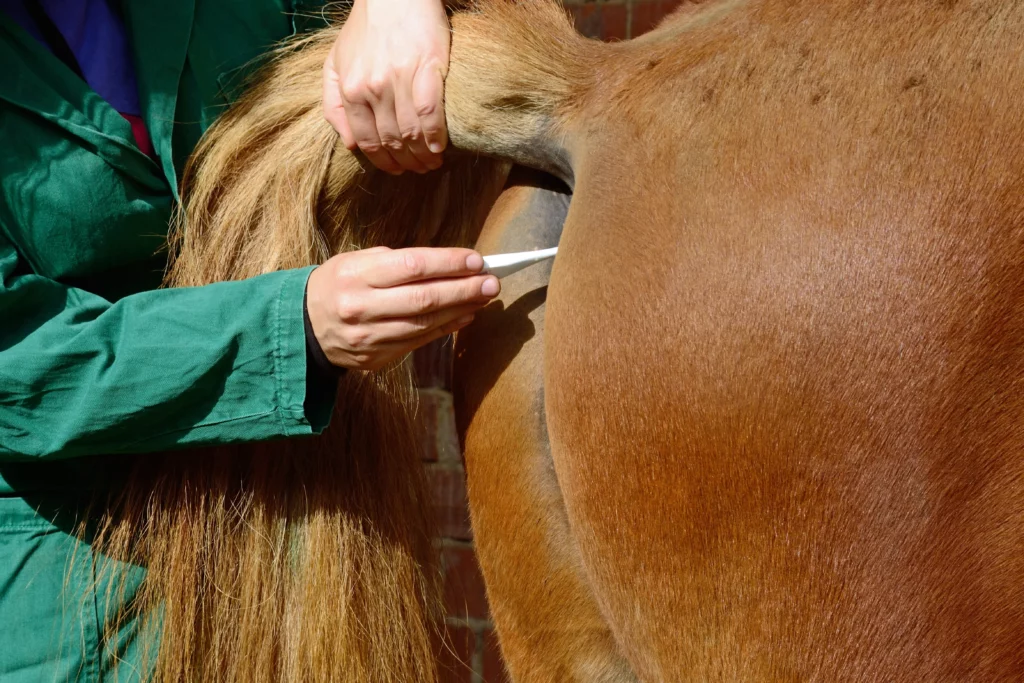 Tomar la temperatura en caballos