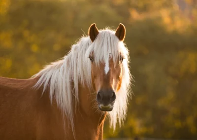 Haflinger im Gegenlicht