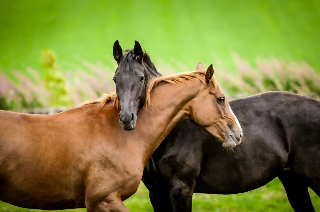 dos caballos muy juntos