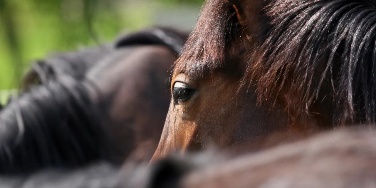 10 señales que indican que su caballo tiene problemas internos